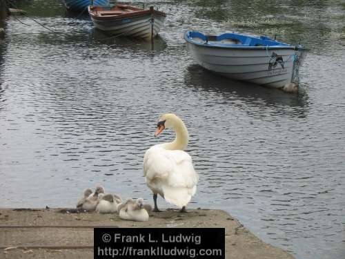 Swan and Cygnets